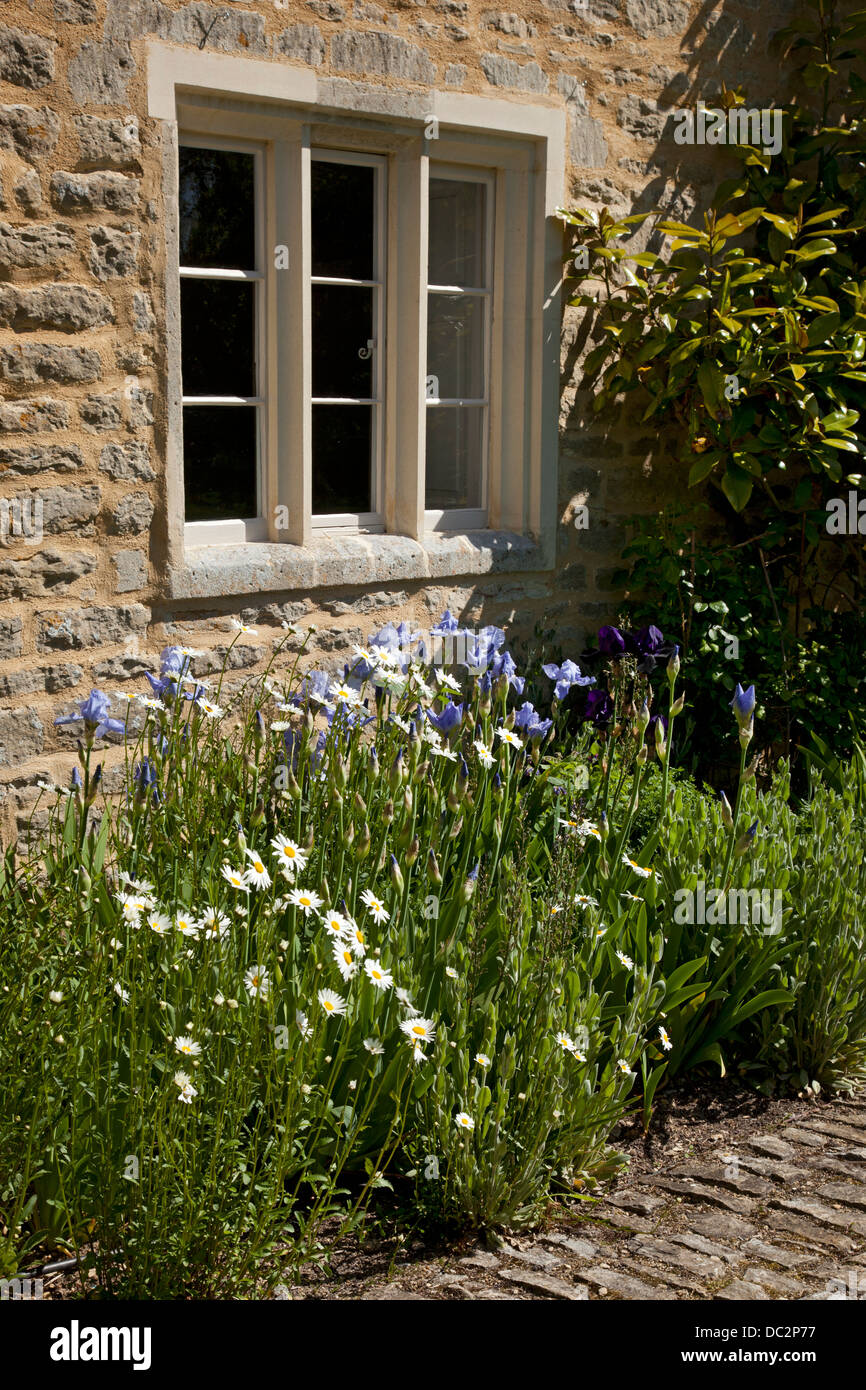 Les marguerites et Iris bleu fleurs dans jardin boarder à l'extérieur de vieux manoir anglais, Angleterre Banque D'Images