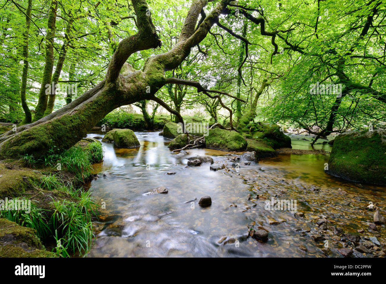 Rivière Rapide circulant sur les roches moussues et cailloux à travers forêts anciennes à Cornwall au sud de Bodmin Moor Banque D'Images