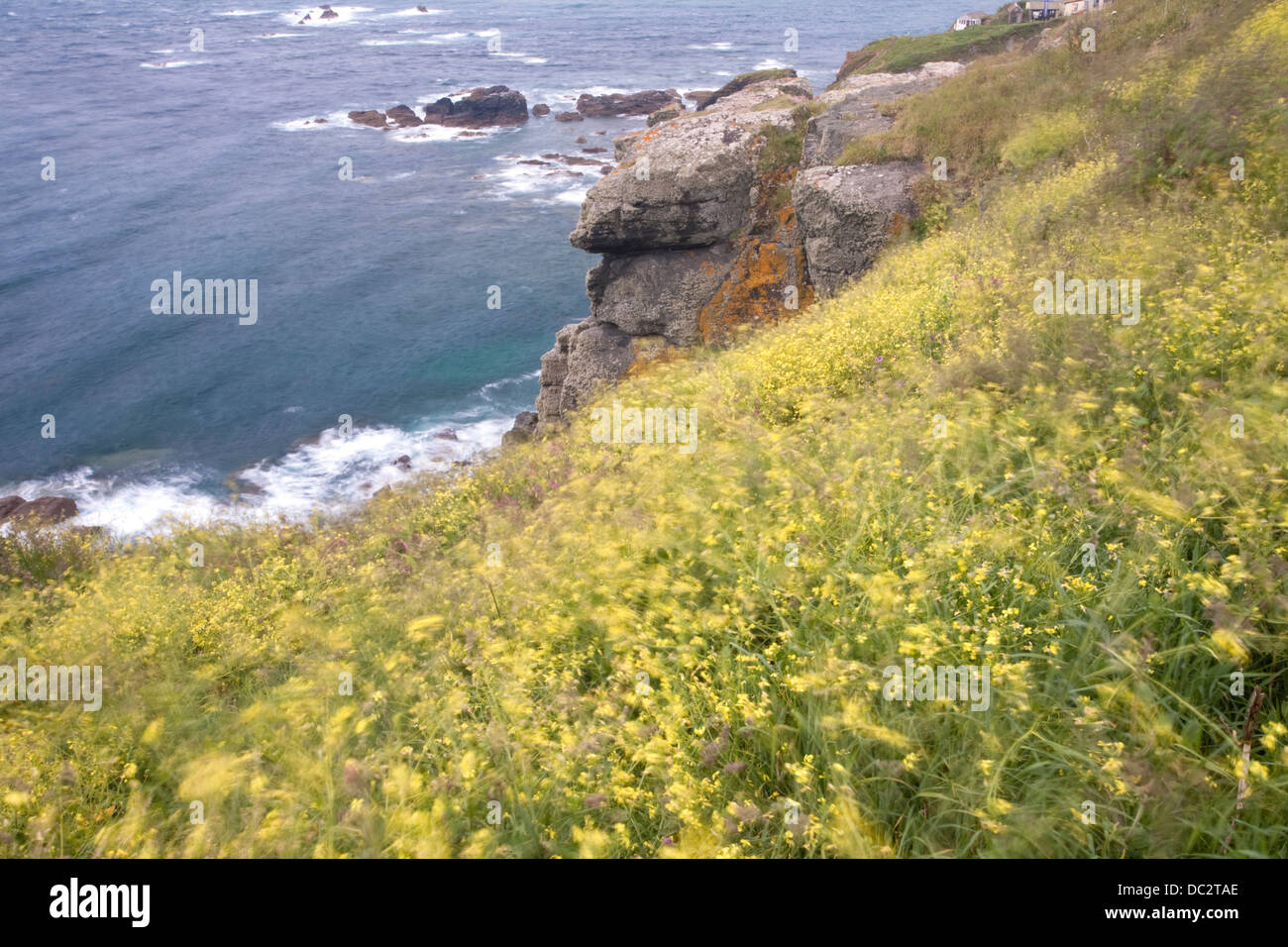 - Moutarde noire Brassica nigra dans le vent sur les falaises ci-dessous Lizard Lighthouse, Cornwall Banque D'Images