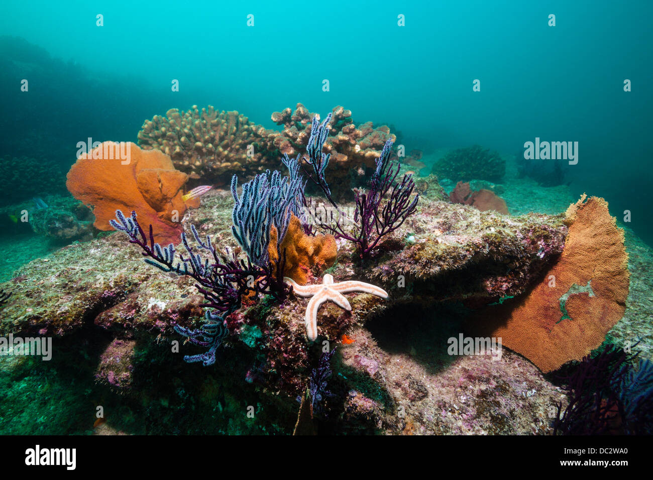 Les récifs coralliens colorés, Parc National Marin de Cabo Pulmo, Baja California Sur, Mexique Banque D'Images