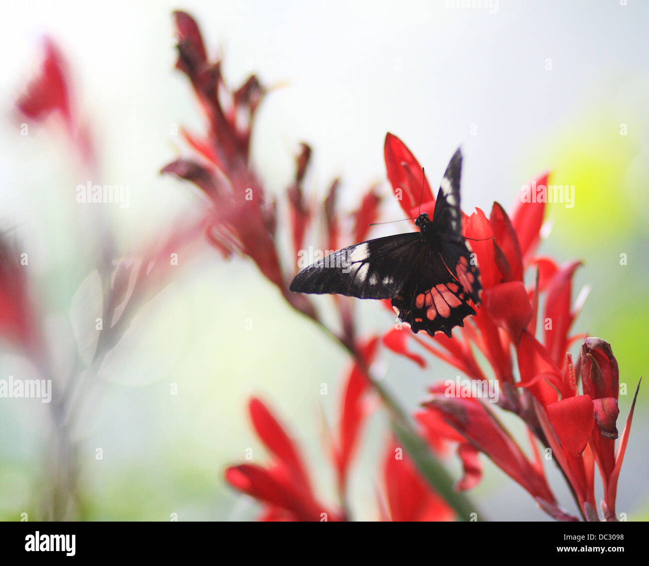 Mormon Papilio polytes (commune),romulus,femme,perché sur une fleur. C'est une espèce commune de swallowtail butterfly. L'Asie. Banque D'Images