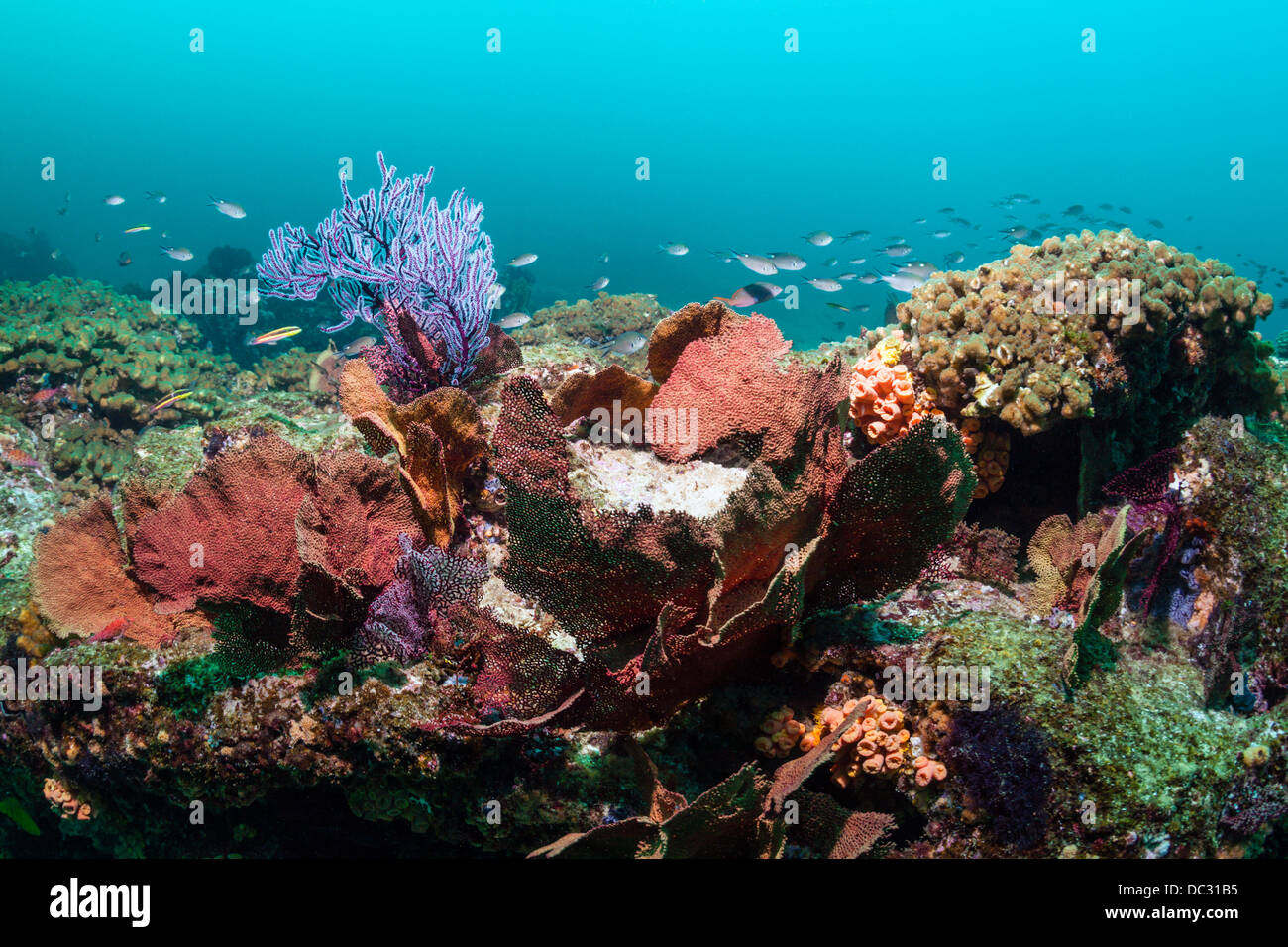 Les récifs coralliens colorés, Parc National Marin de Cabo Pulmo, Baja California Sur, Mexique Banque D'Images