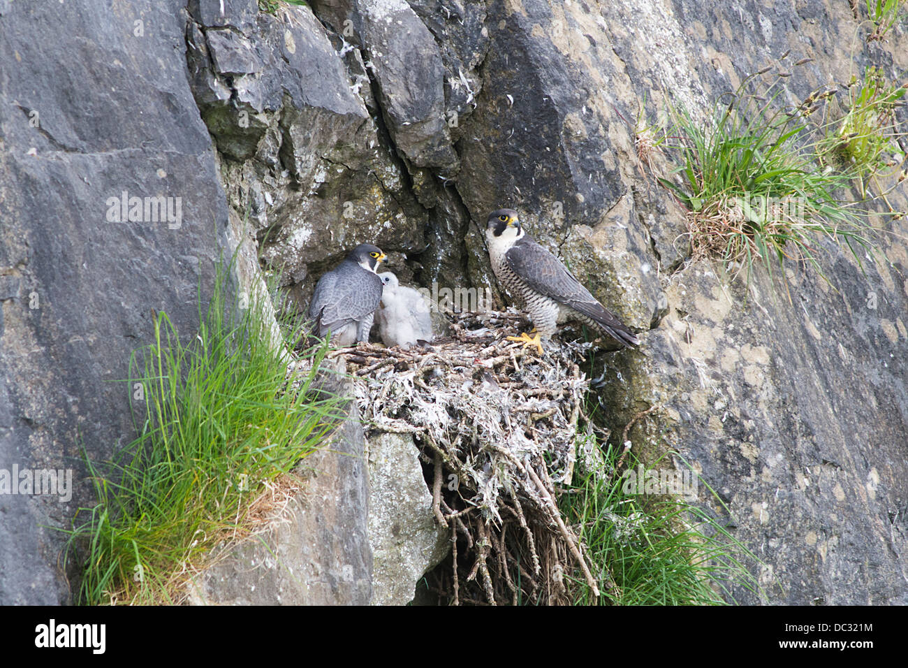 Le faucon pèlerin (Falco peregrinus).(.) au site de nidification. Banque D'Images