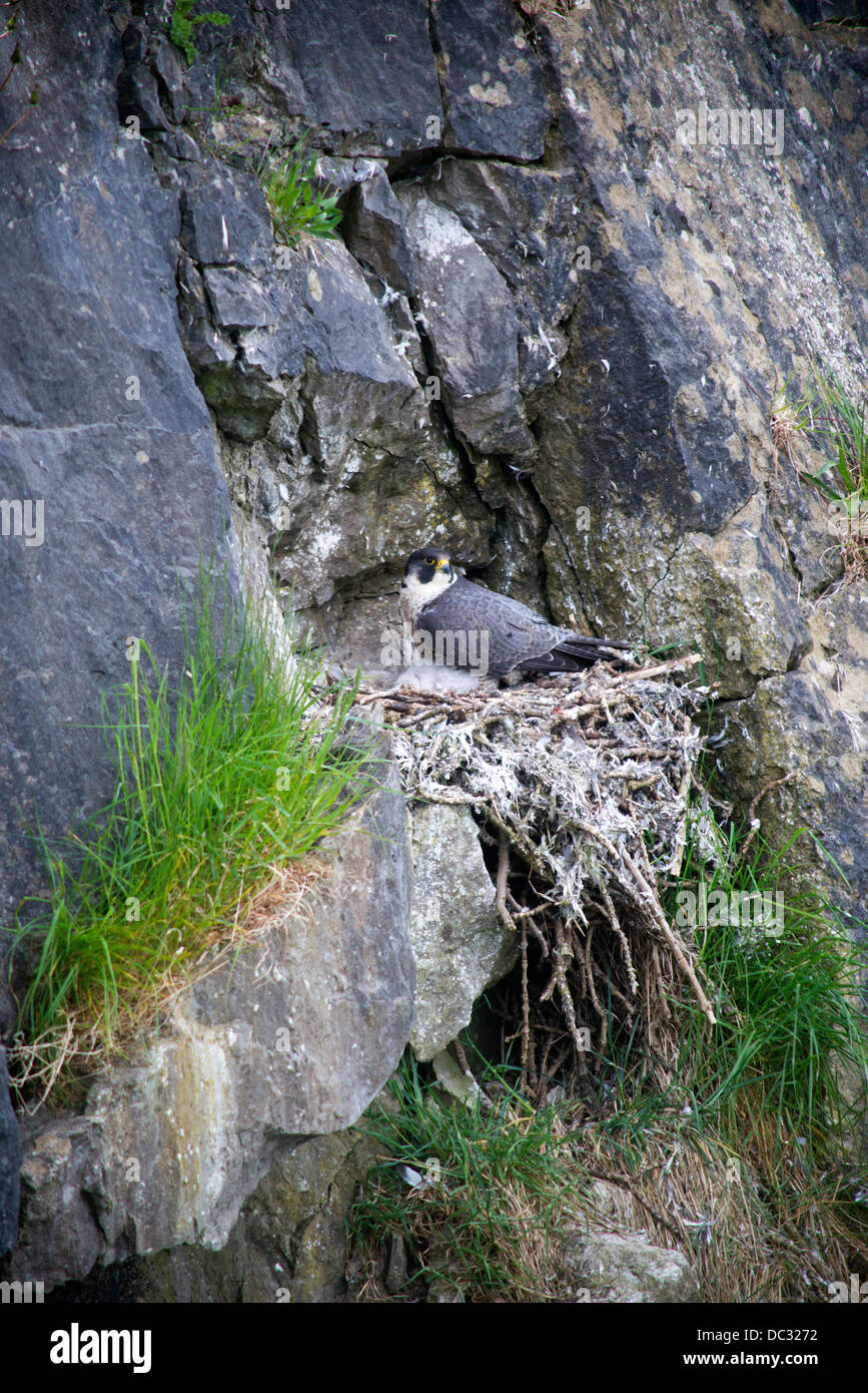 Le faucon pèlerin (Falco peregrinus).(.) au site de nidification. Banque D'Images