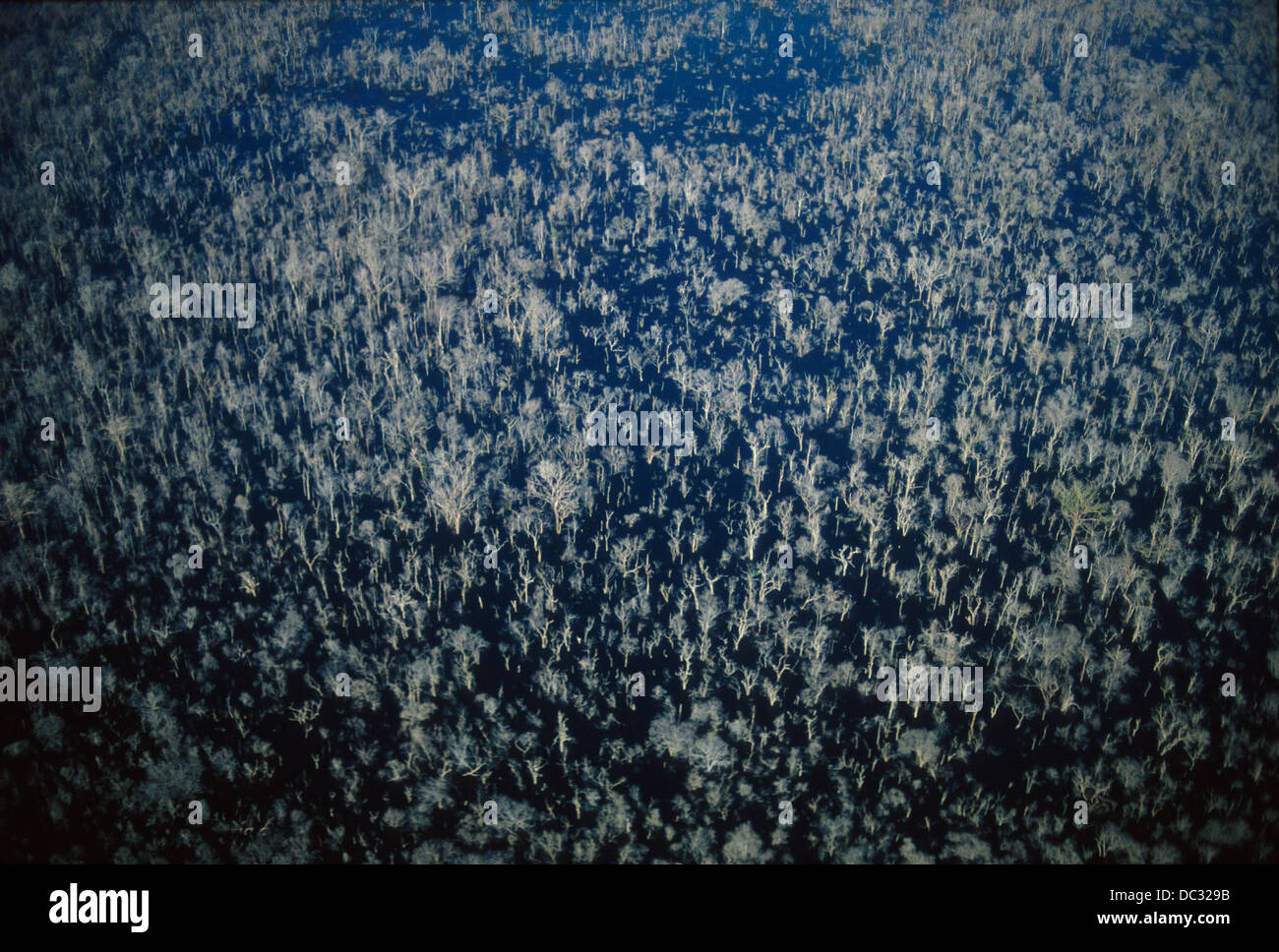 La forêt inondée. Lac créé par barrage de Balbina, forêt amazonienne, au Brésil. Zones humides de déséquilibre écologique Banque D'Images