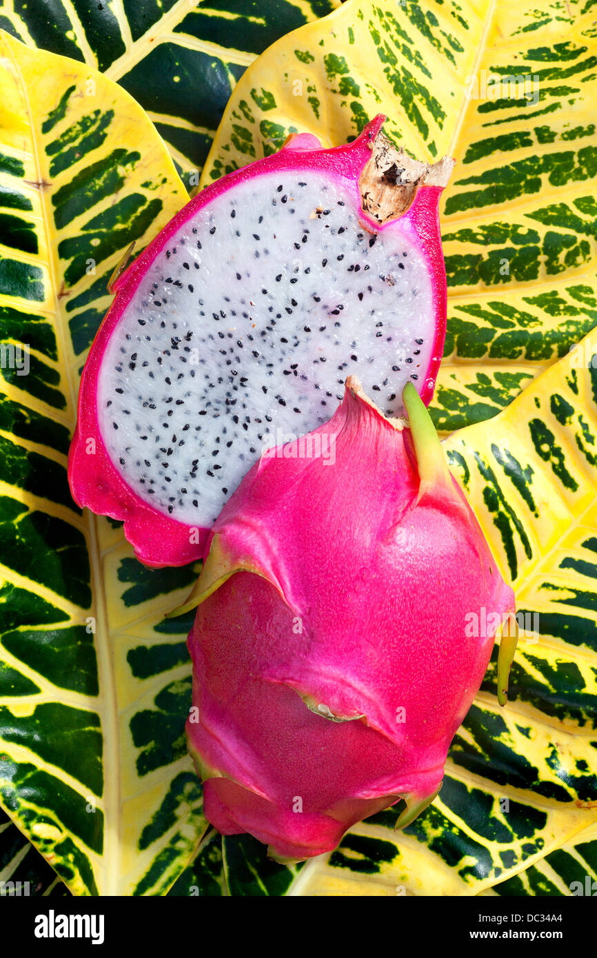 Fruit du dragon ou Pitaya Banque D'Images