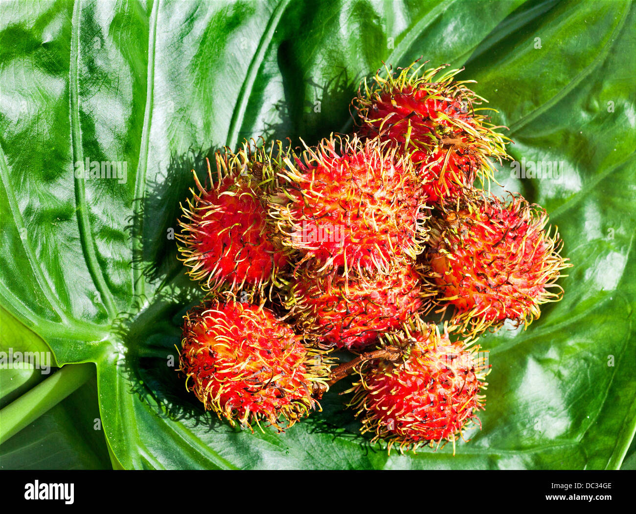 Rambutan fruit exotique. Banque D'Images