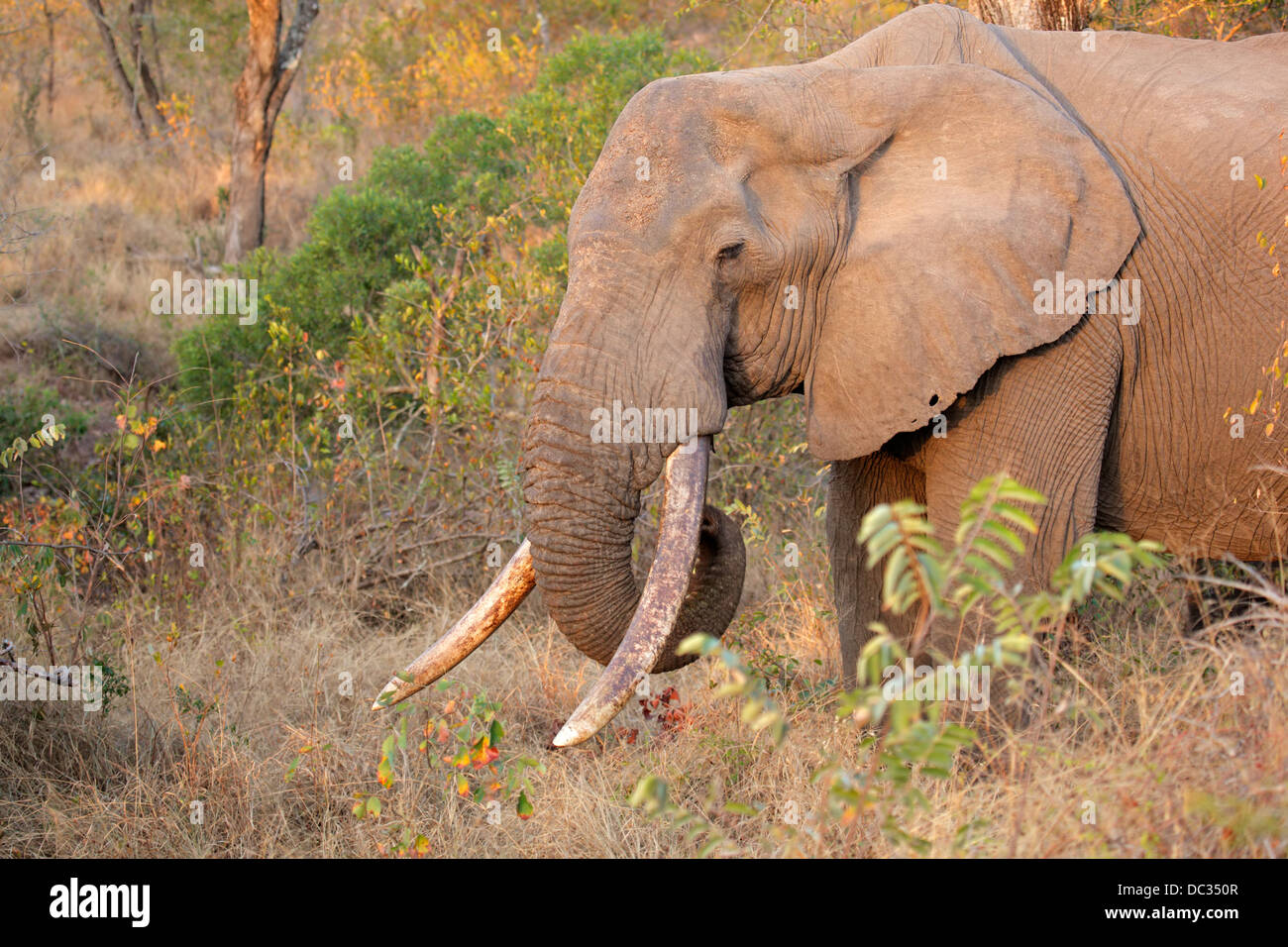 Bull d'Afrique elephant (Loxodonta africana) avec de grandes défenses, Sabie-Sand nature reserve, Afrique du Sud Banque D'Images