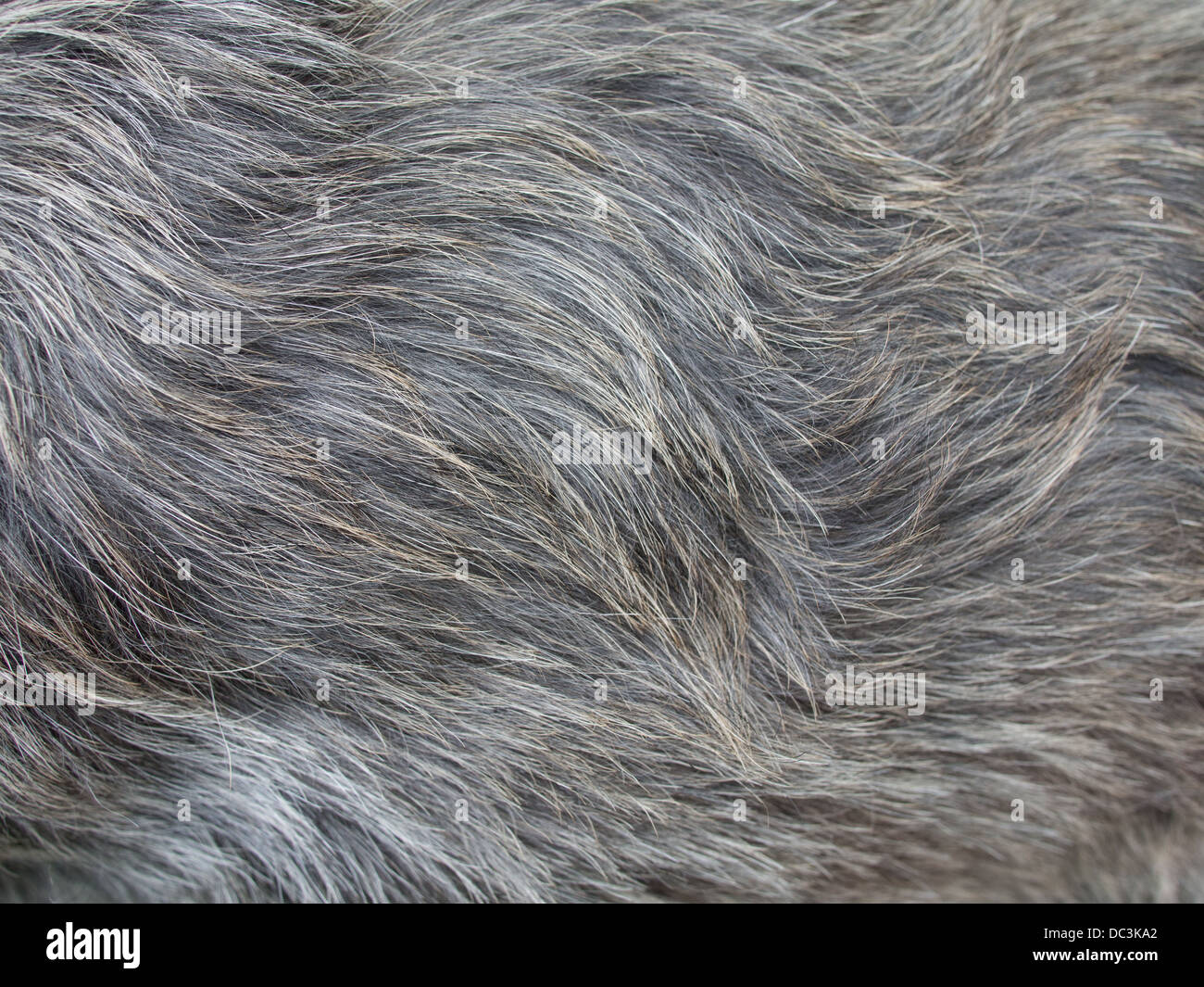 La texture des cheveux de chien Banque D'Images