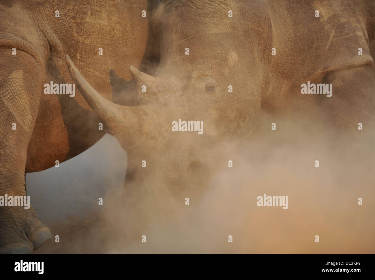 Rhinocéros blanc combats dans la poussière, portrait Banque D'Images