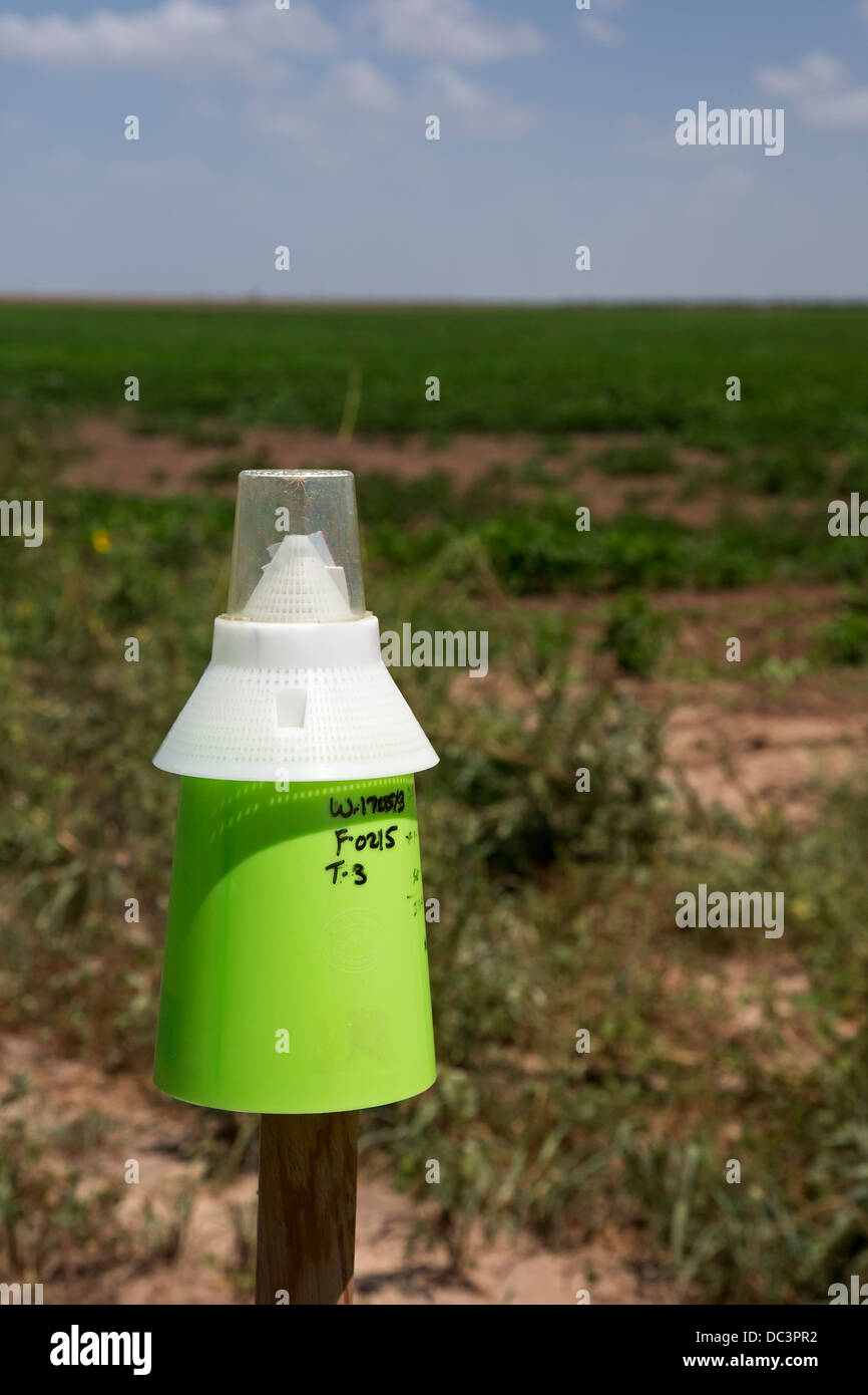 Un piège charançon boll sur les terres agricoles dans la vallée du Rio Grande du Texas Banque D'Images