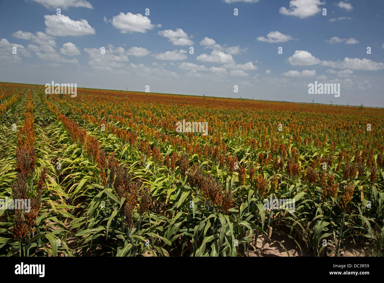 Monte Alto, Texas - Un champ de sorgho, souligné par la sécheresse, dans la vallée du Rio Grande. Banque D'Images