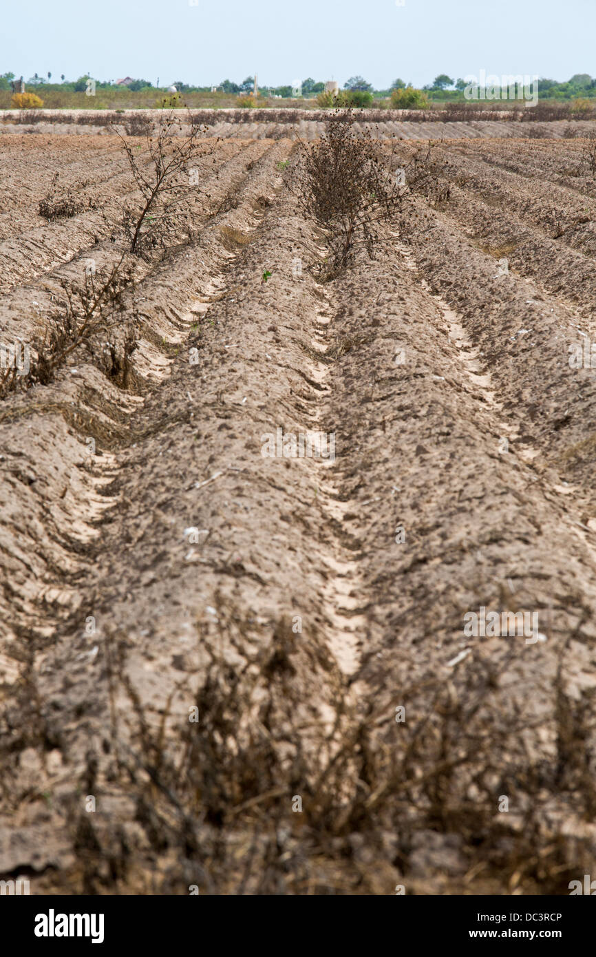 Raymondville, Texas - domaine agricole non plantés dans la vallée du Rio Grande, une région frappée par la sécheresse prolongée. Banque D'Images Raymondville, Texas - domaine agricole non plantés dans la vallée du Rio Grande, une région frappée par la sécheresse prolongée. Banque D'Images