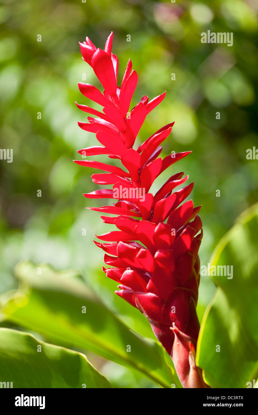 Hawaiian Red Ginger dans la forêt tropicale de Maui, Hawaii. Banque D'Images