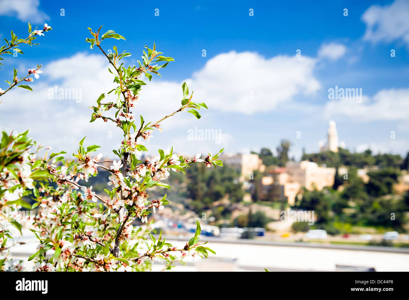Les fleurs de cerises sur le fond de la vieille ville de Jérusalem Banque D'Images