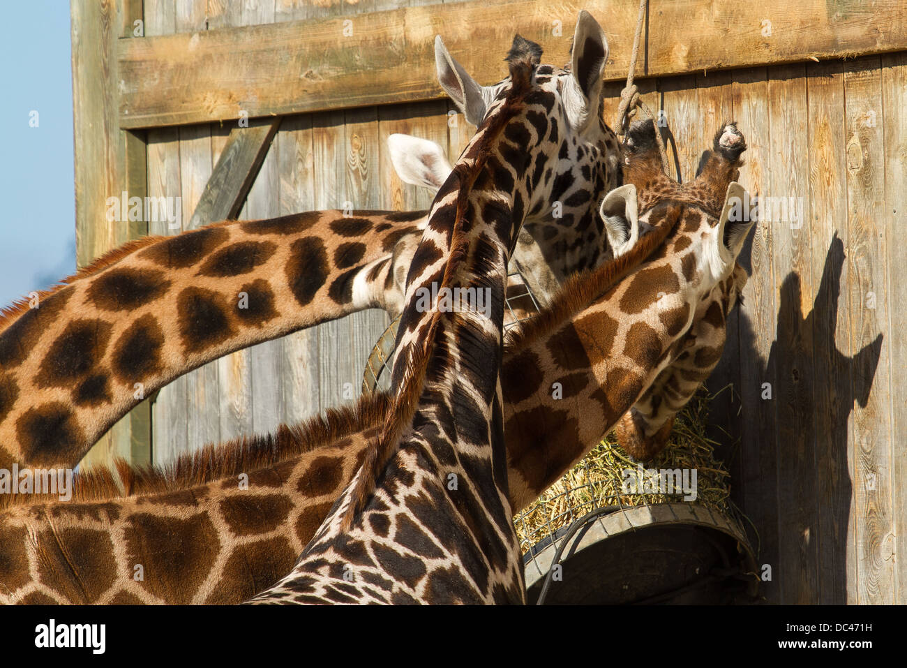 Les Girafes s'alimentant à Flaming park zoo dans Yorkshire du Nord Banque D'Images