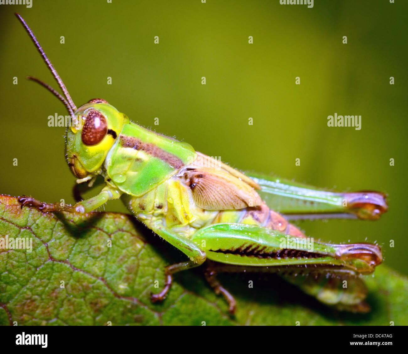 Grasshopper perché sur une tige de la plante verte. Banque D'Images