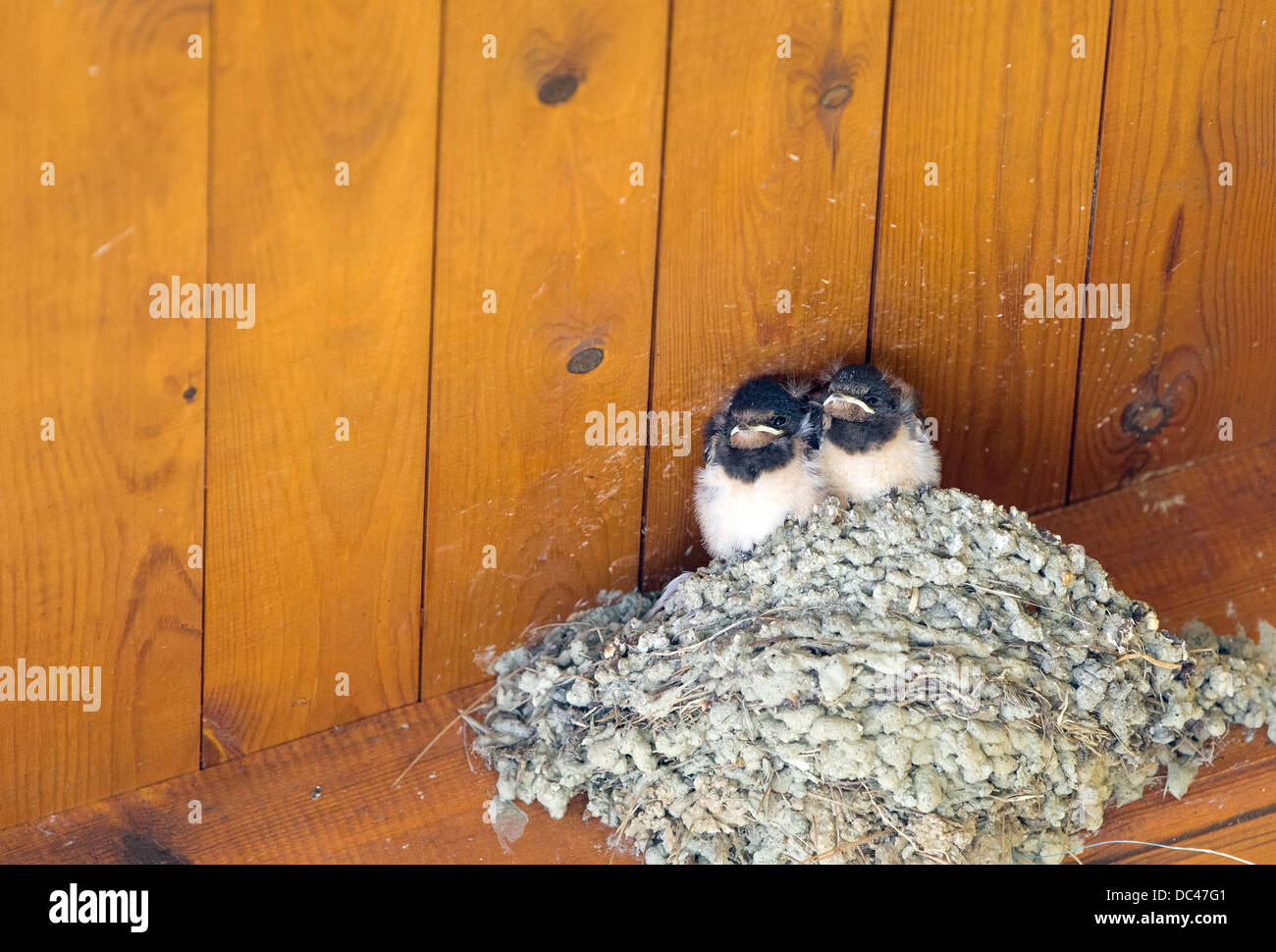 Avaler jeune oiseau Banque de photographies et d’images à haute résolution Alamy
