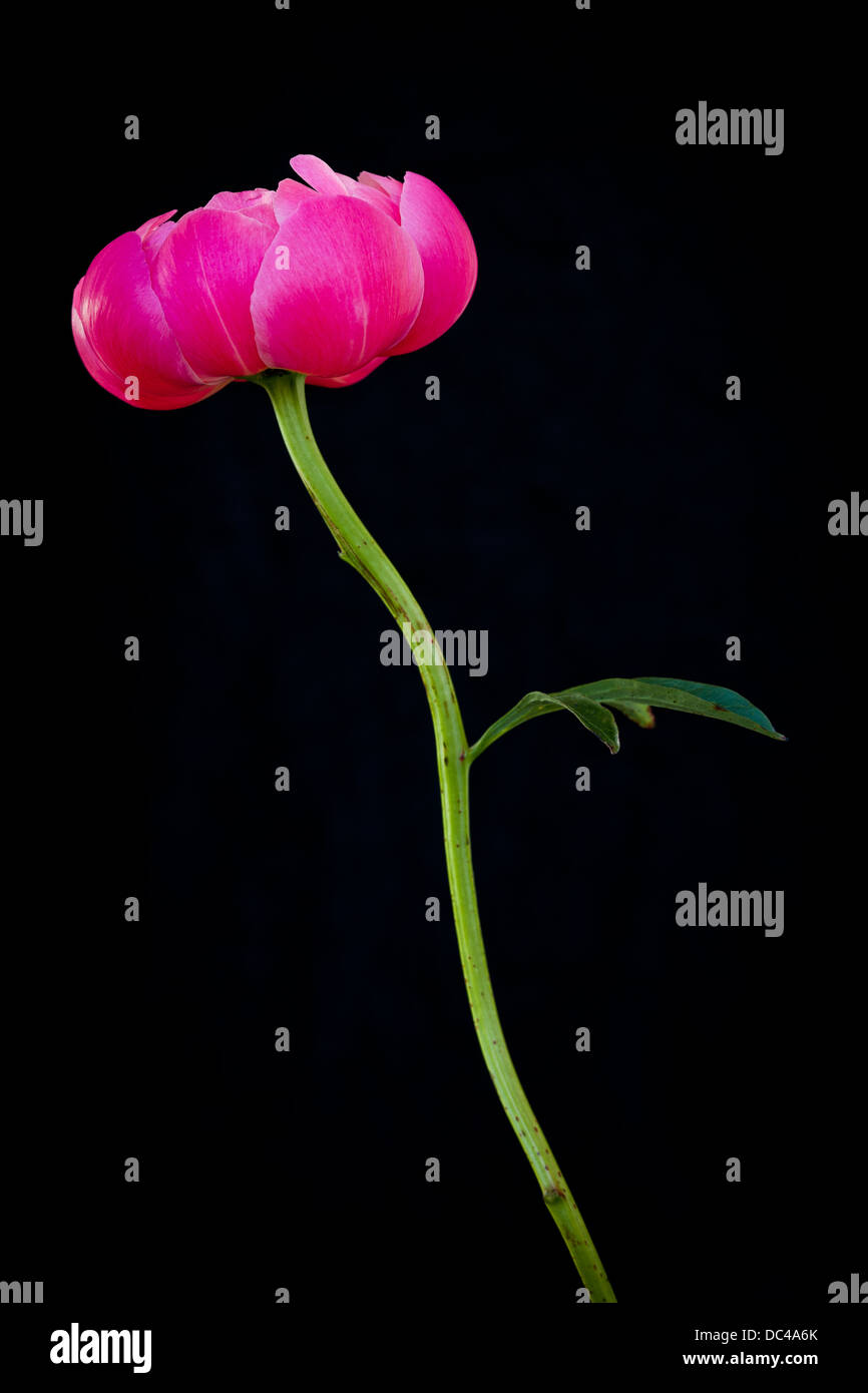 pivoines roses Banque D'Images