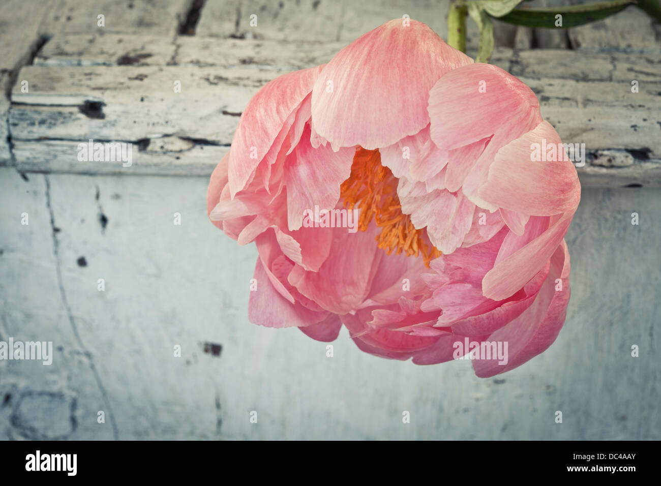 pivoines roses Banque D'Images