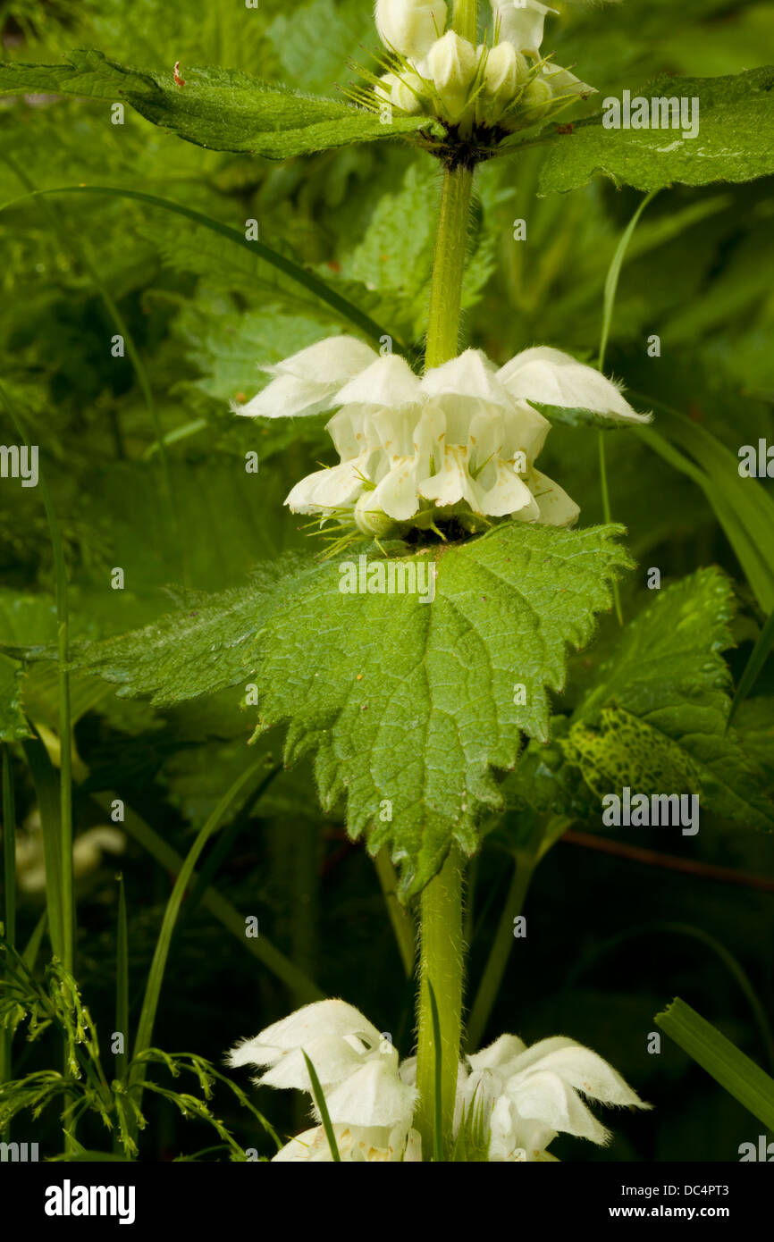 L'ortie blanche (Lamium album) fleurs Banque D'Images