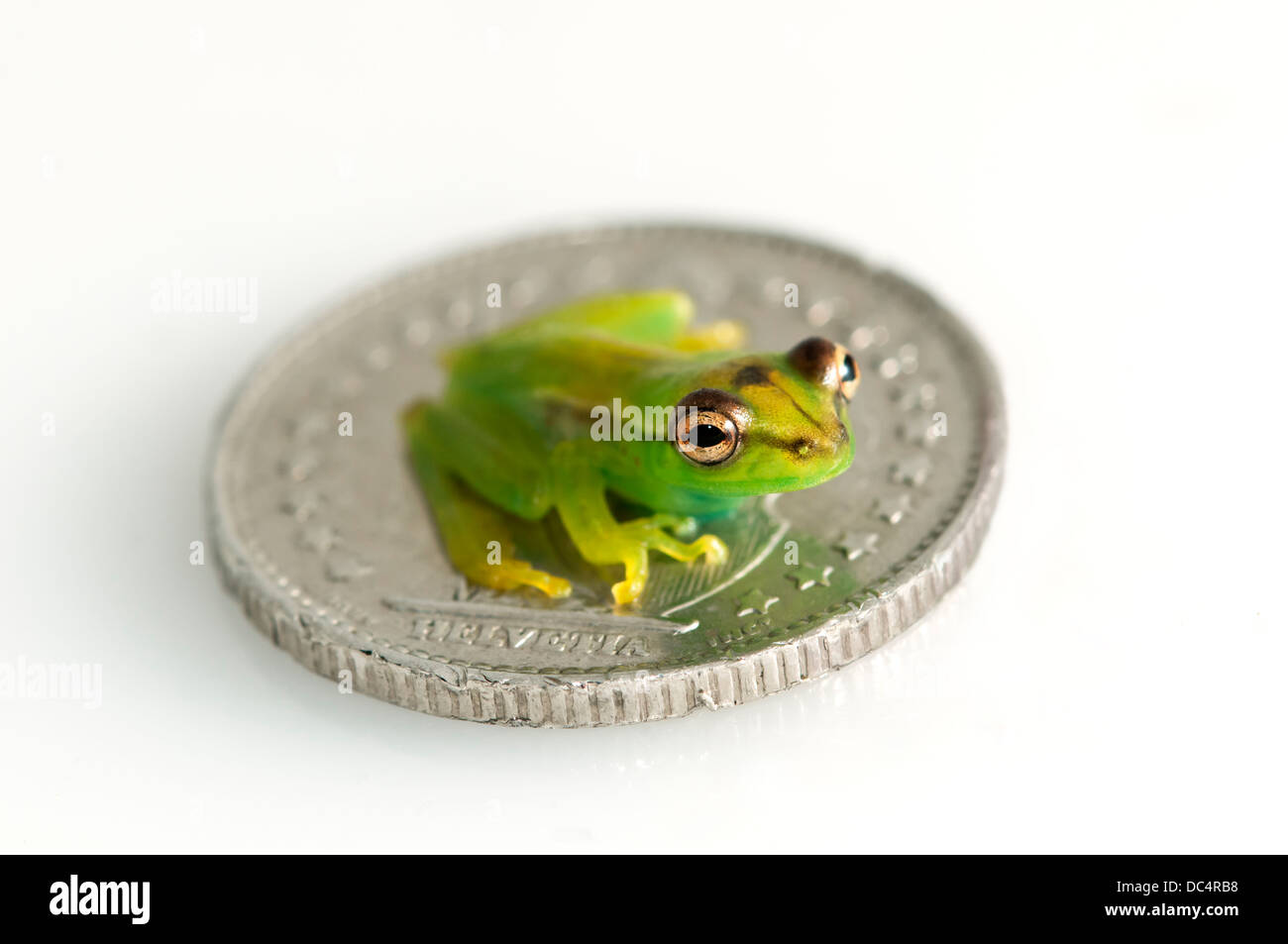 Mineur d'Orinoco lime tree frog (Sphaenorhynchus lacteus) assis sur une pièce de monnaie, la Réserve de Tambopata, région de Madre de Dios, Banque D'Images