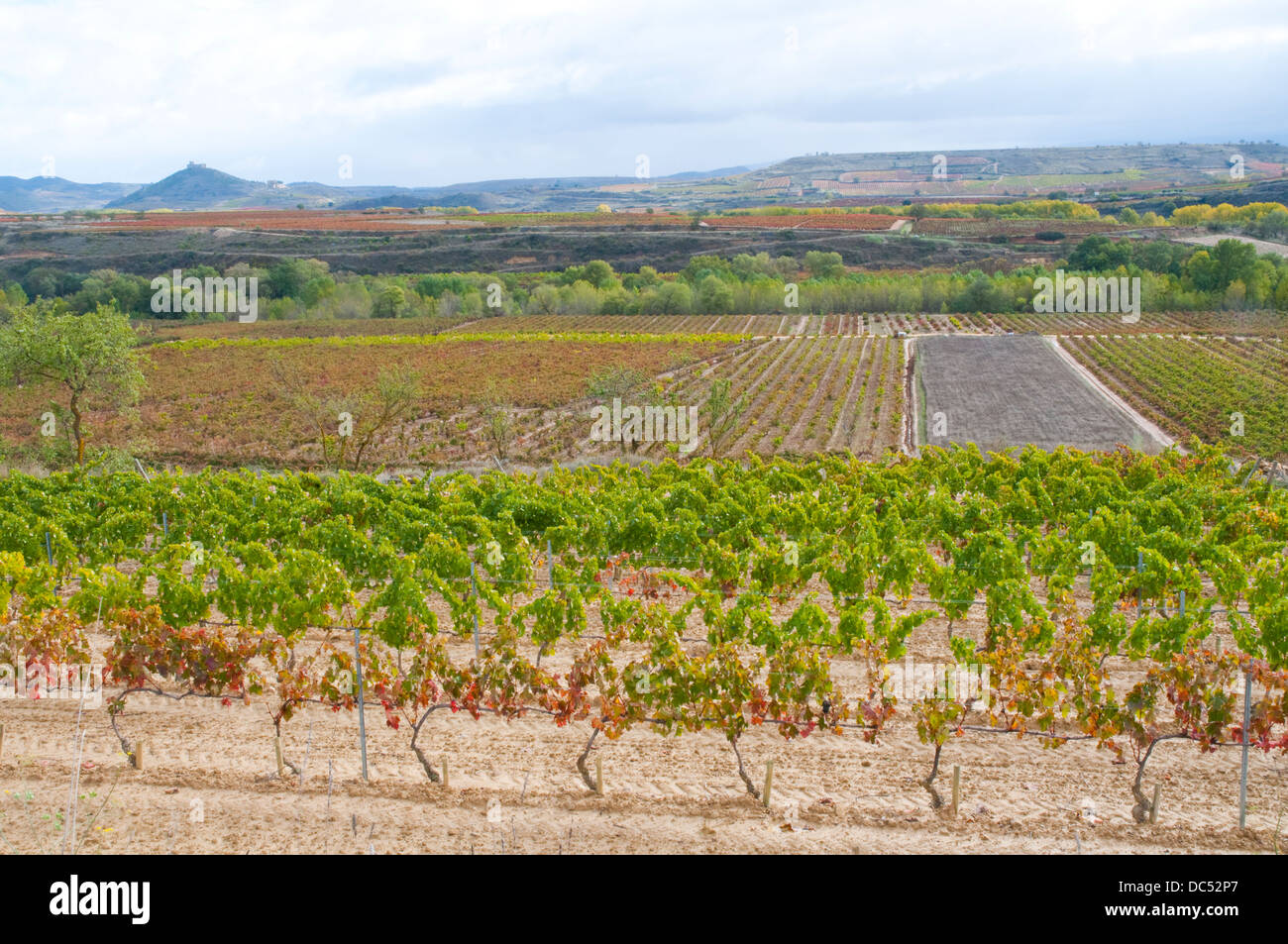 Vignes en automne. San Vicente de la Sonsierra, province de La Rioja, en Espagne. Banque D'Images