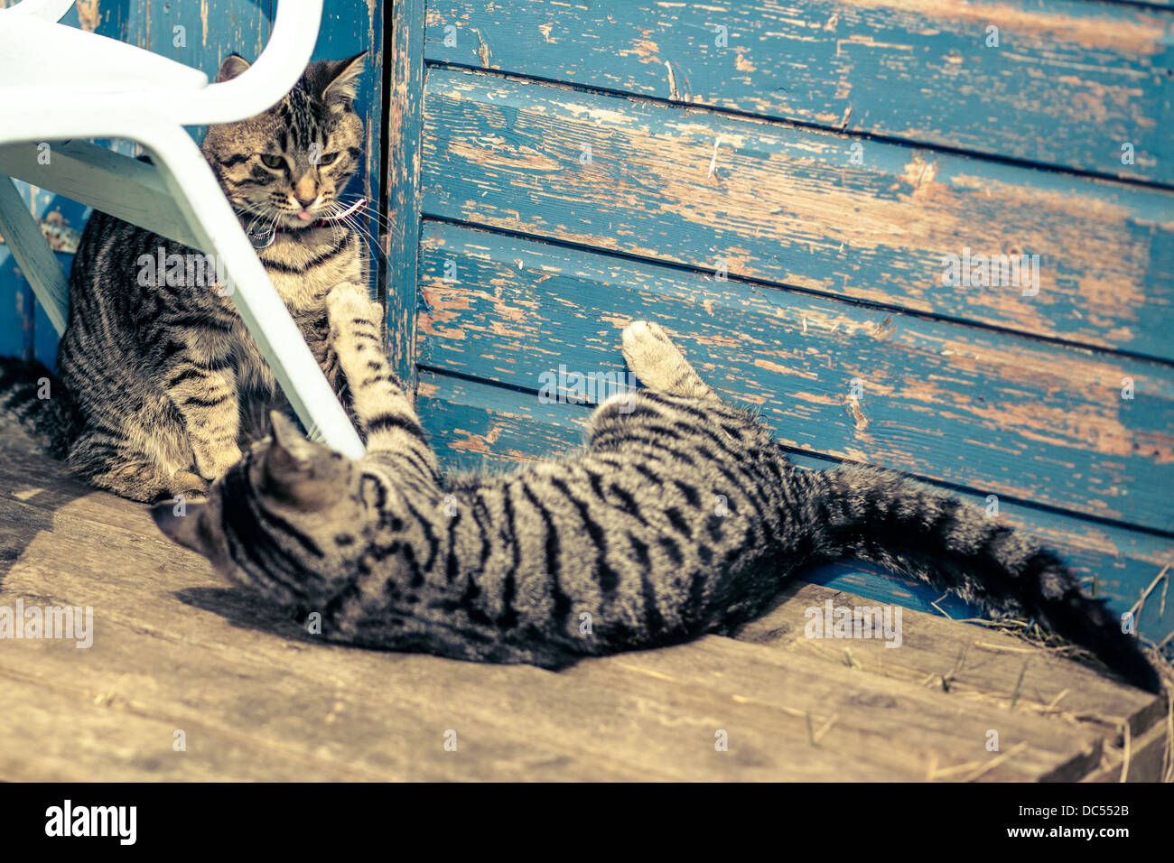 Les chats jouant par distressed hangar en bois Banque D'Images