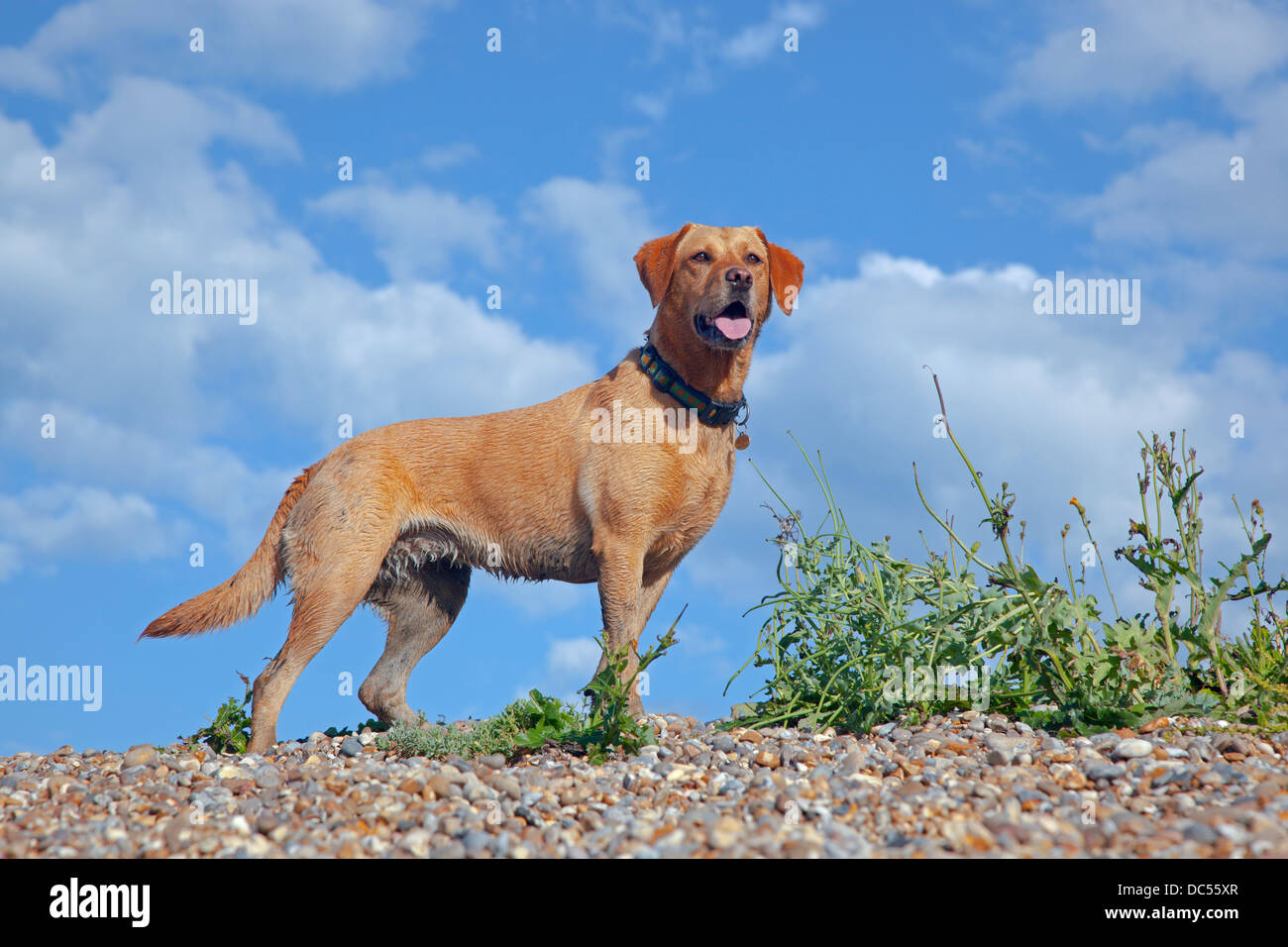Portrait du Labrador jaune contre ciel d'été Banque D'Images