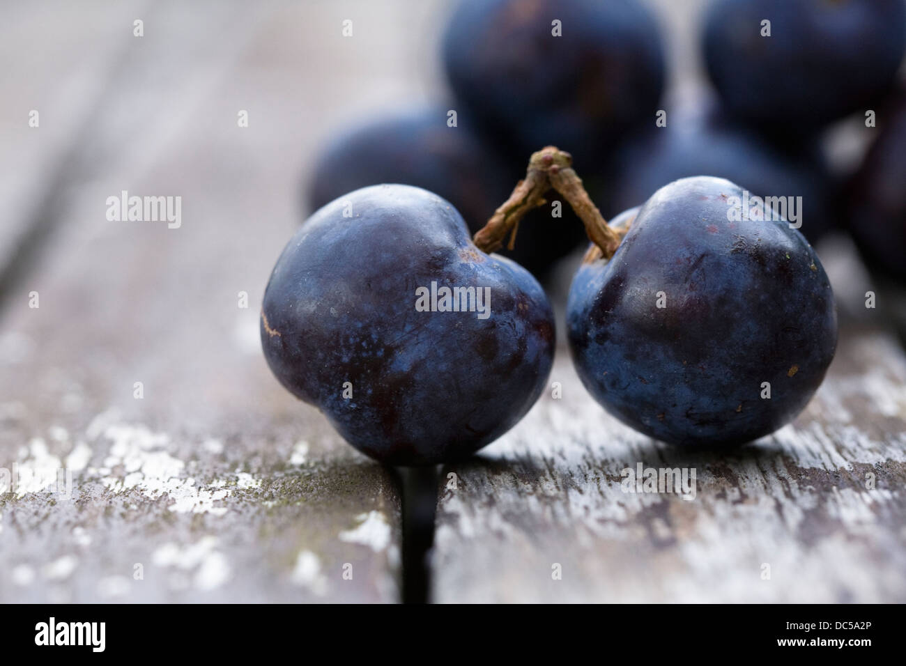 Prunus domestica.Deux prunes quetsche sur une vieille table en bois. Banque D'Images