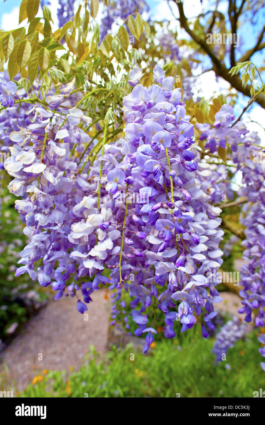 Grandes fleurs de glycine dans un jardin anglais. Banque D'Images