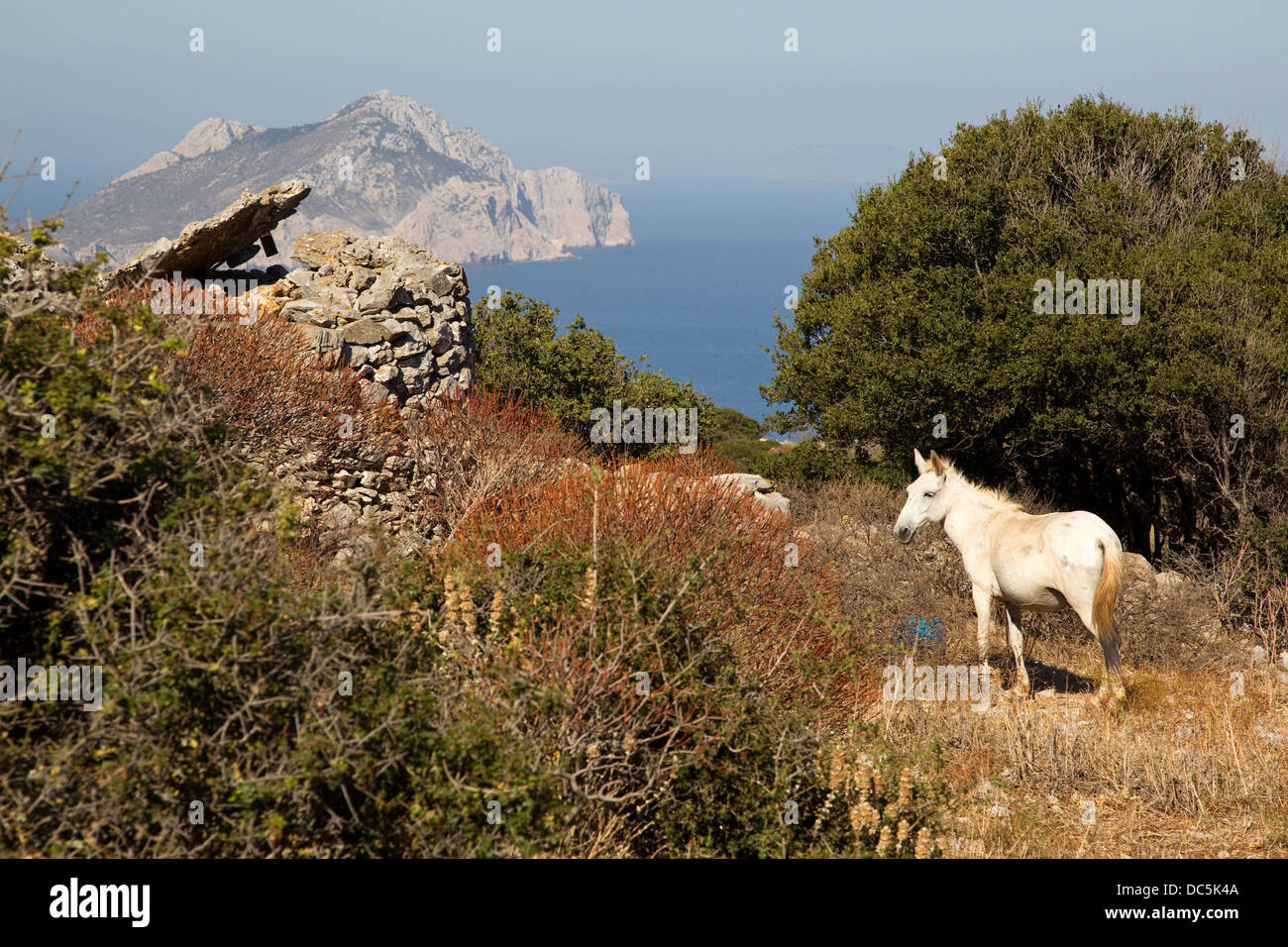 Cheval blanc dans le paysage grec Banque D'Images