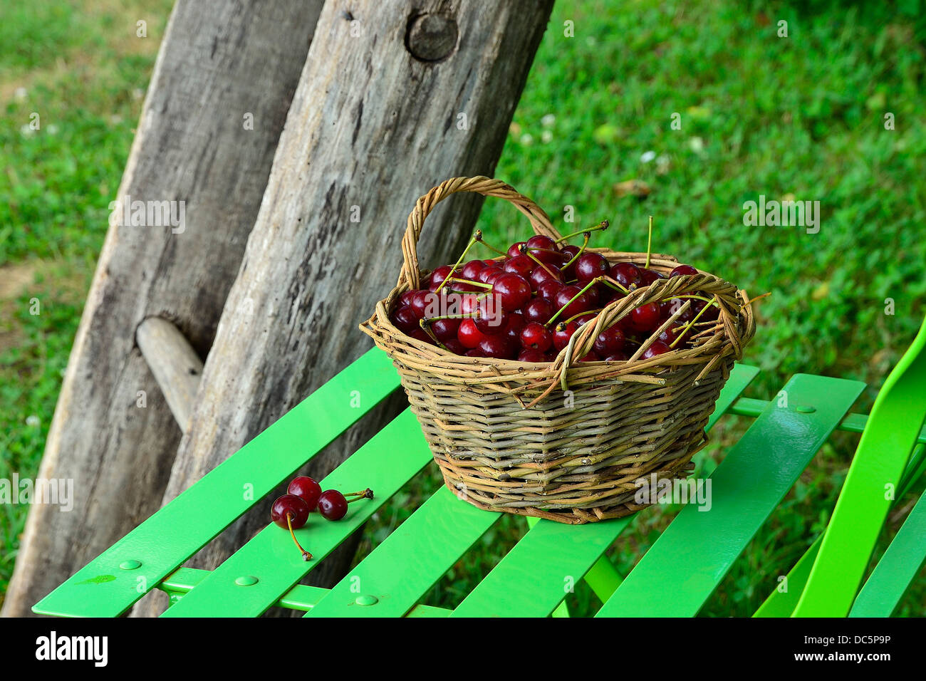 La récolte des cerises cerises morello ou sour (Prunus cerasus) dans le jardin en juin. Banque D'Images