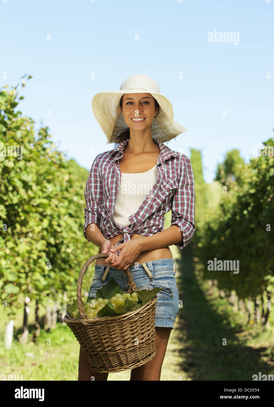 Vigneron picking grapes dans un vignoble Banque D'Images