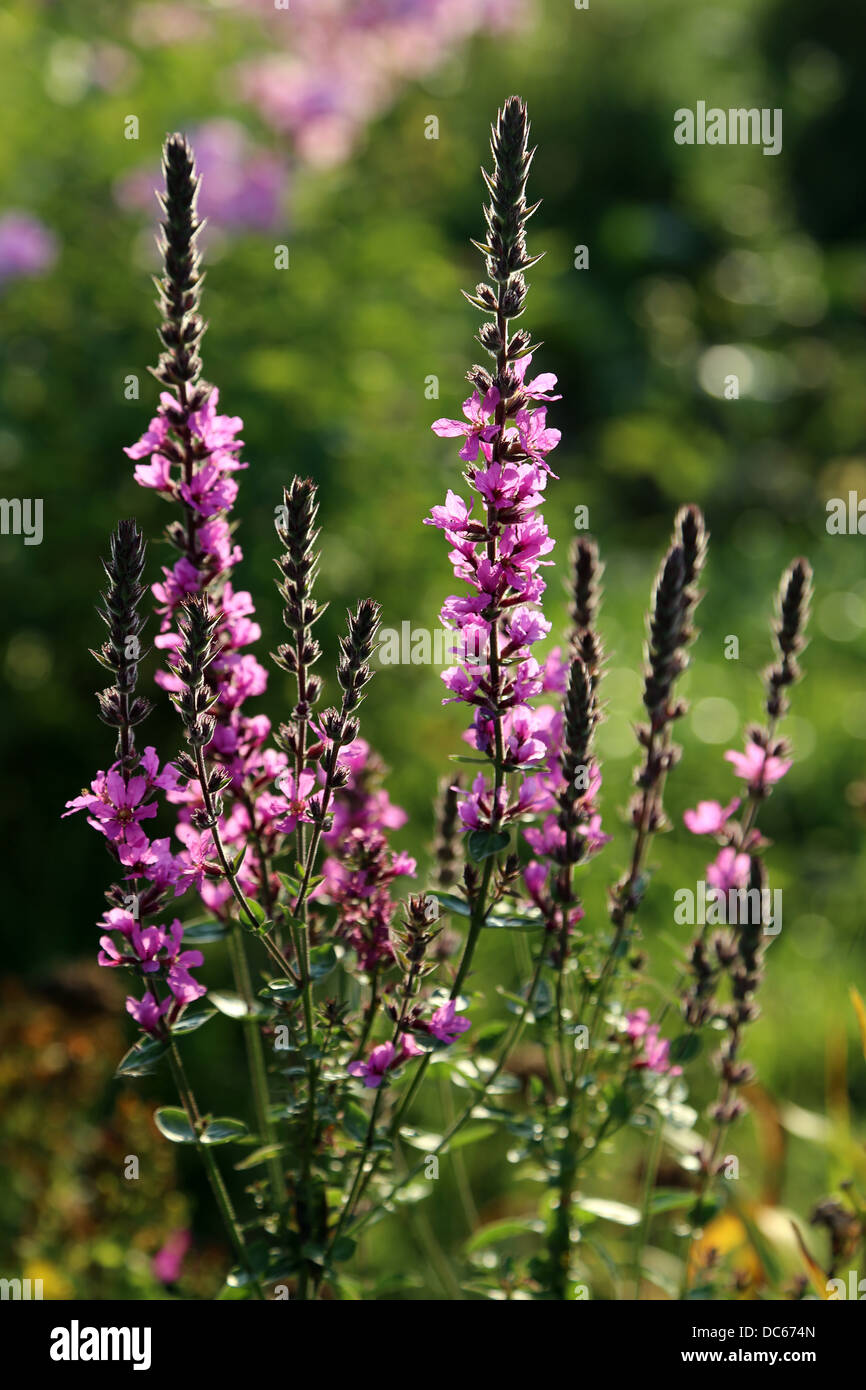 Salvia nemorosa Banque D'Images
