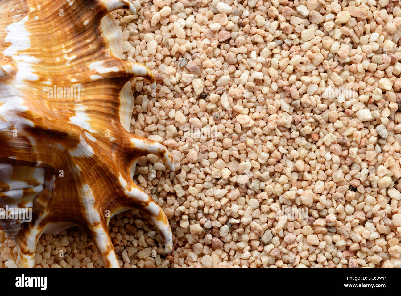 Milieux et de textures : coquillage sur le sable, disposées en background, close-up shot Banque D'Images