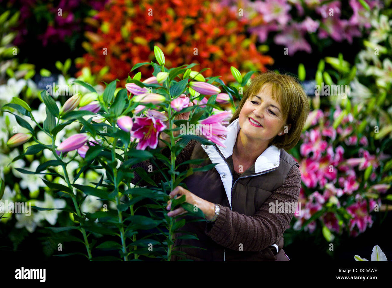 La préparation de la fleur d'automne Harrogate Yorkshire Show , 2012 , qui se déroulera du 14 au 16 septembre Banque D'Images