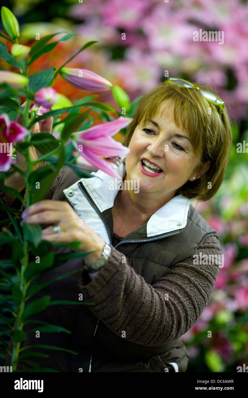 La préparation de la fleur d'automne Harrogate Yorkshire Show , 2012 , qui se déroulera du 14 au 16 septembre Banque D'Images