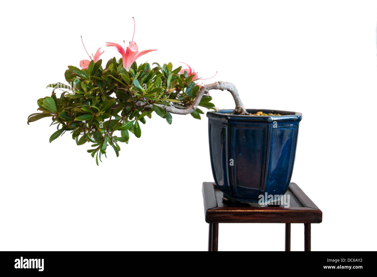 Azalea fleurs isolé blanc comme arbre de bonzaies Banque D'Images