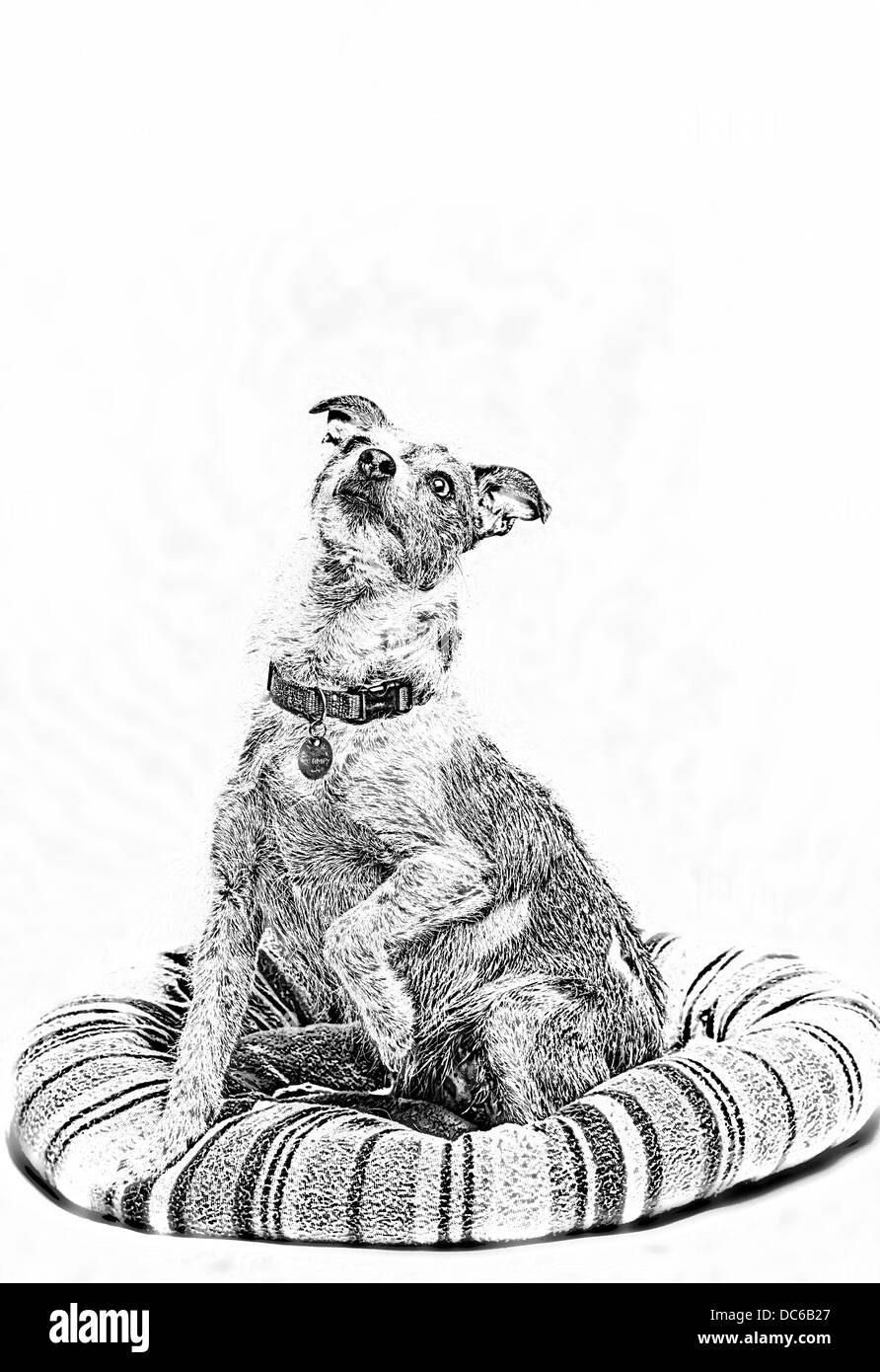 Chien assis sur son lit à la recherche jusqu'à une douce manor Banque D'Images