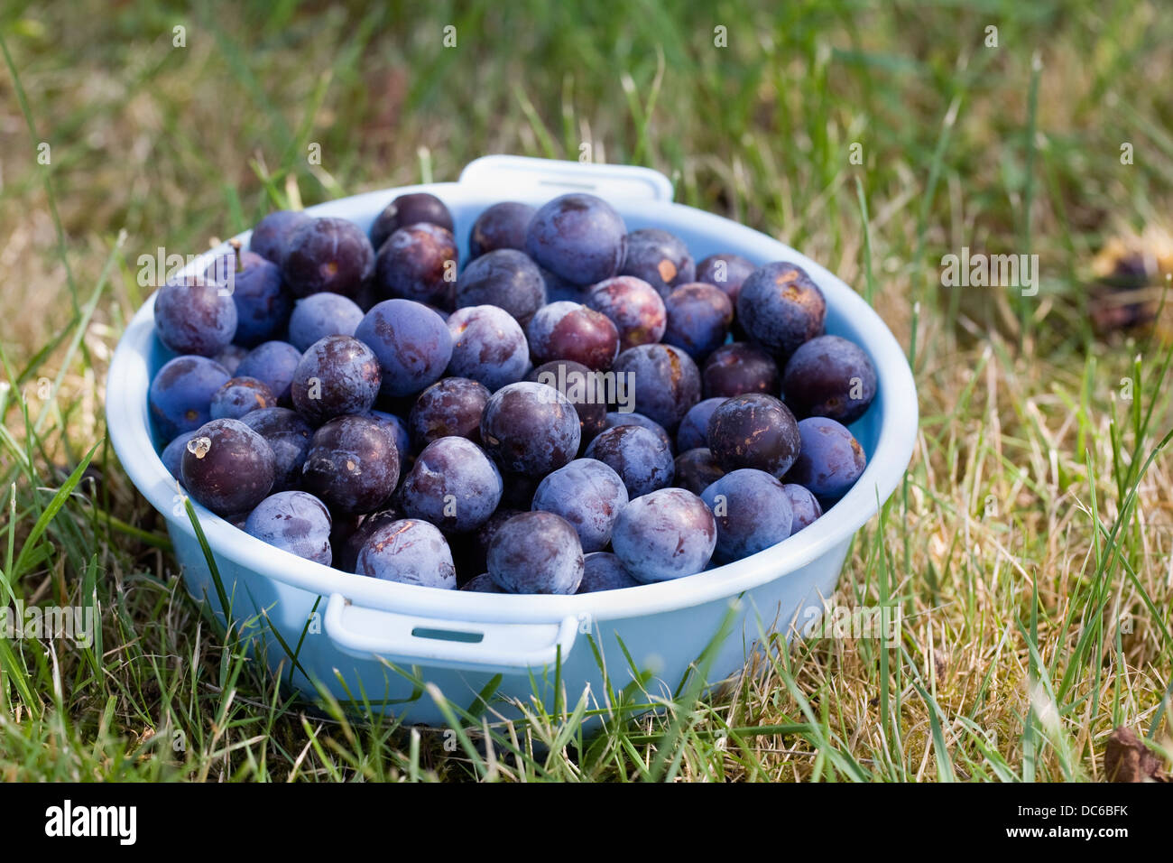 Prunus domestica. La collecte de quetsche prunes du verger dans une passoire en bleu. Banque D'Images