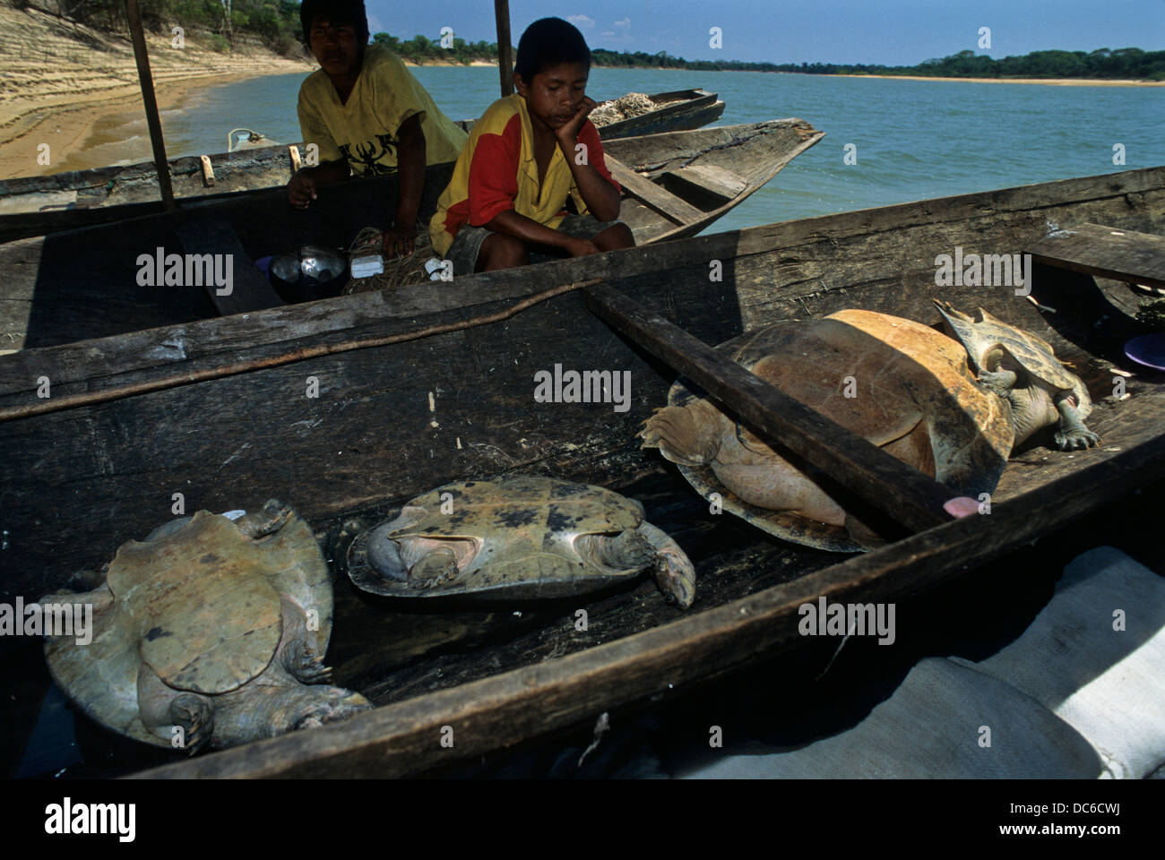Les indiens Karajas Amazon chasse en portugais, tortue tartaruga-da-Amazonia (Podocnemis expansa ), Banque D'Images