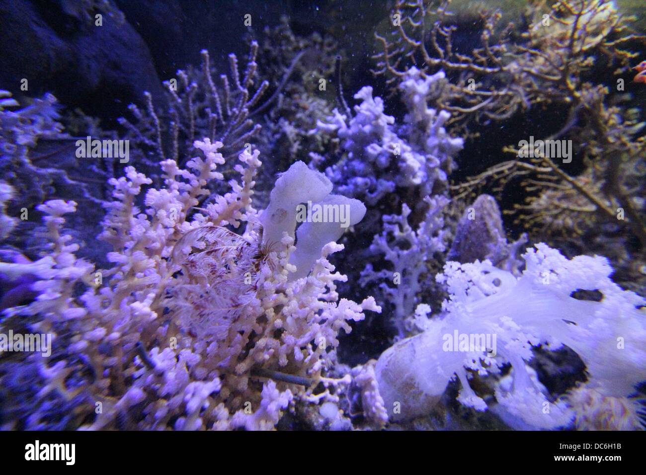Multimar Wattforum Banque D Image Et Photos Alamy