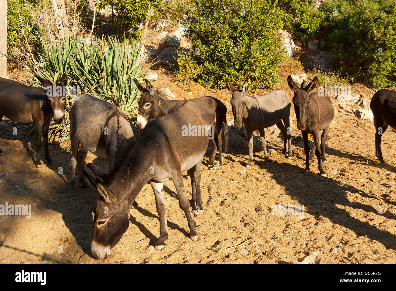Des ânes près de Lovrecina Beach sur l'île de Brač, Croatie Banque D'Images