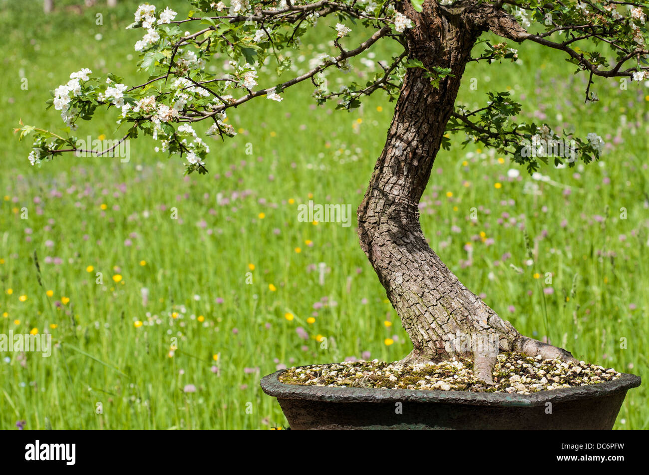 Floraison blanche l'aubépine (Crataegus) comme monogoya bonsai arbre en  face d'une prairie Photo Stock - Alamy