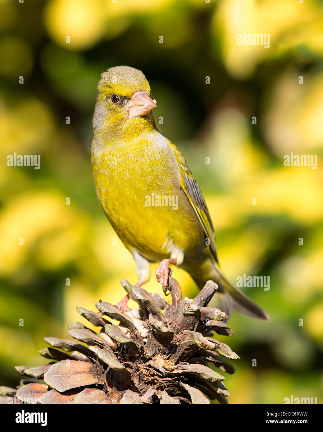 Un cygne tuberculé sauvage (Chloris chloris) perché sur une fir cone, vue avant, Angleterre Banque D'Images