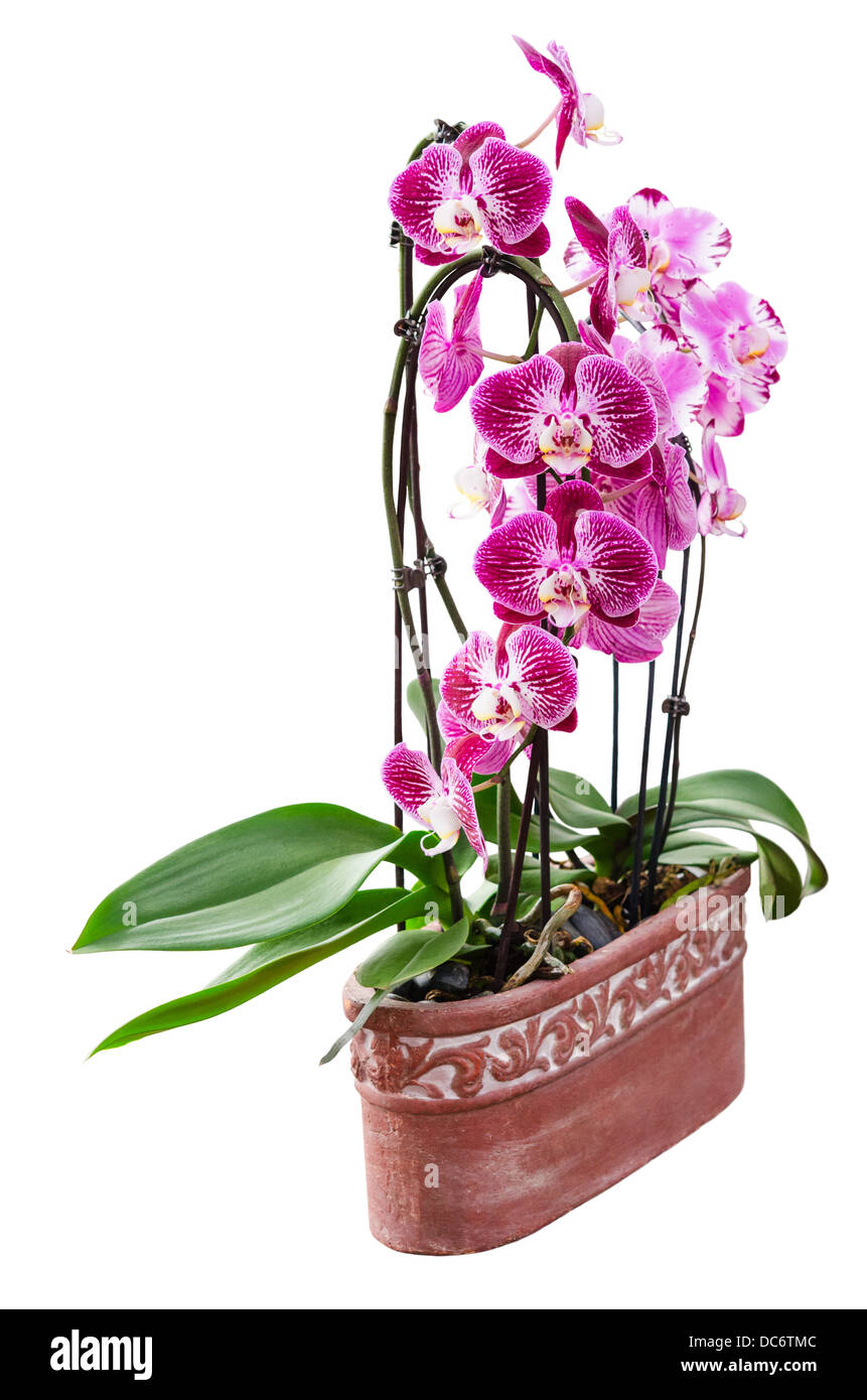 Orchidée pourpre fleurs en pot en céramique décorative isolated on white Banque D'Images