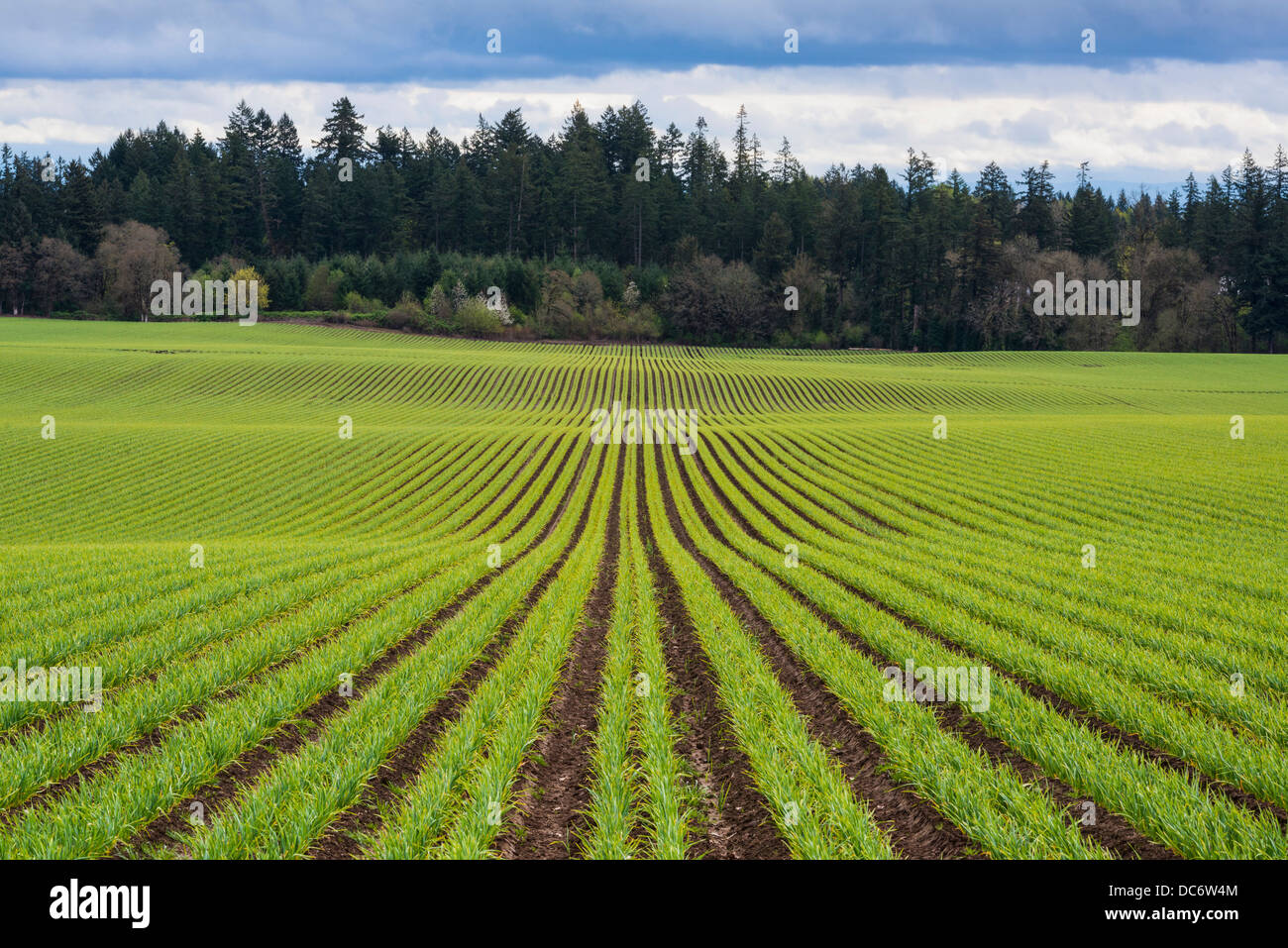 USA (Oregon), comté de Polk, ligne d'Ail Banque D'Images