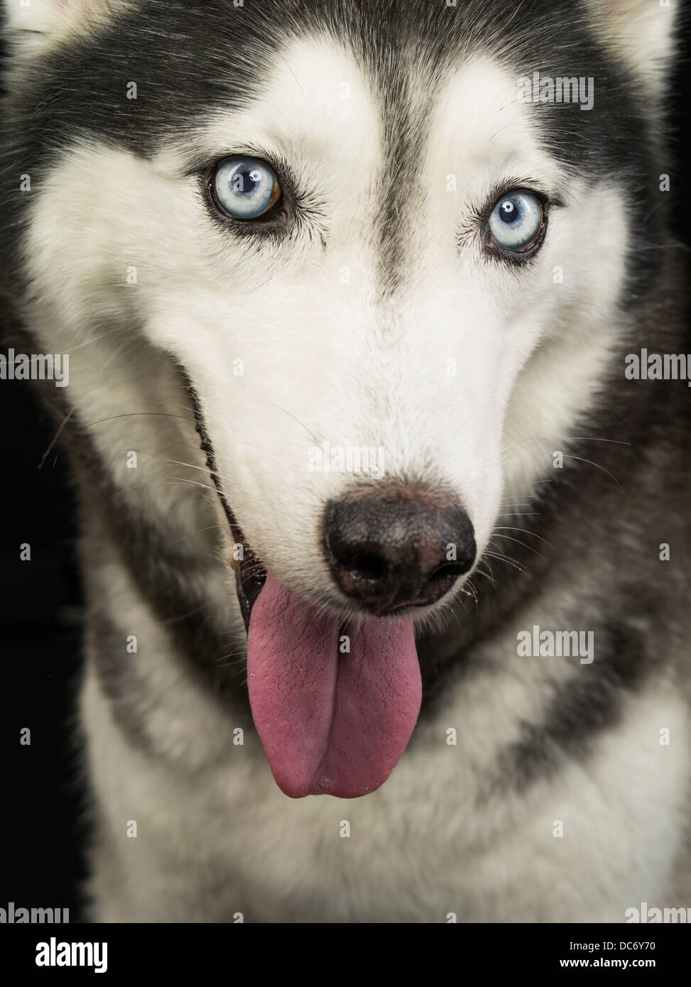 Chien husky de Sibérie langue yeux bleus sur fond noir portrait Banque D'Images