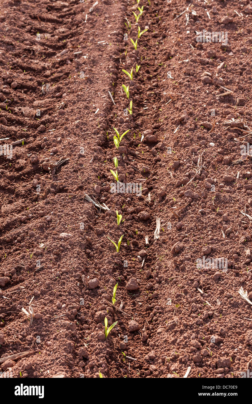 Les jeunes plants de maïs, germination dans un champ agricole au début du printemps. Banque D'Images